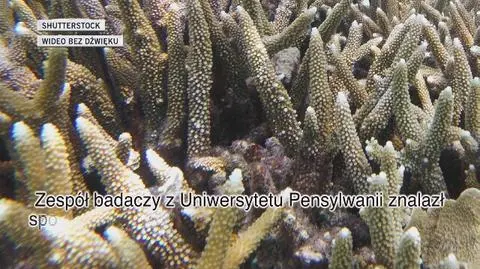 Naukowcy znaleźli sposób na uratowanie raf koralowych