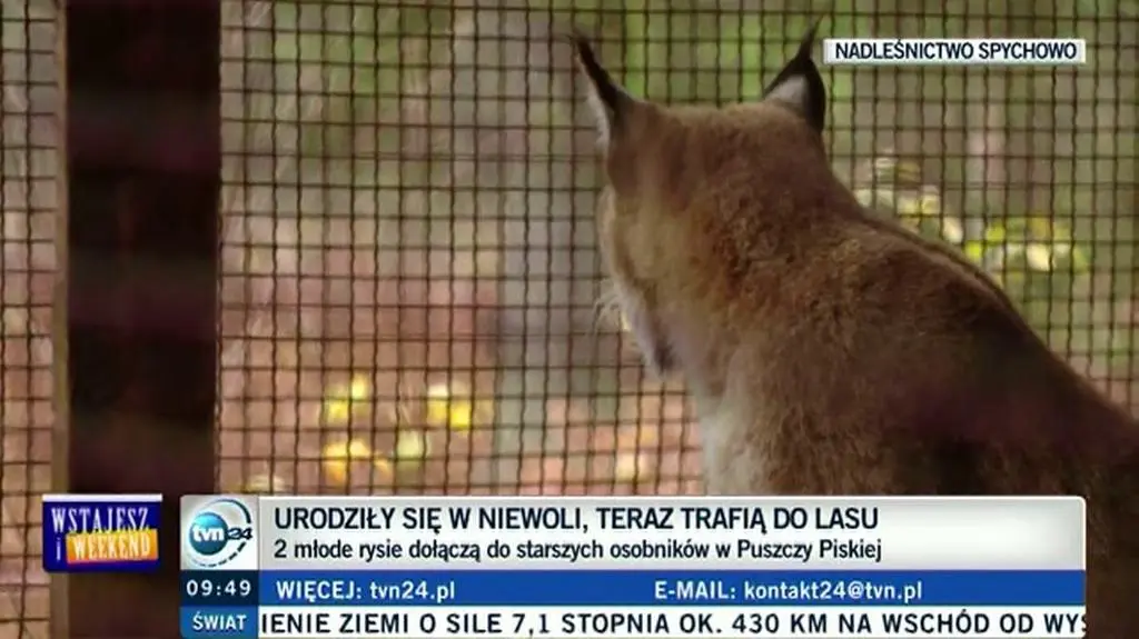 Nowe życie młodych rysi