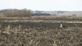 Ornitolog o sytuacji w Biebrzańskim Parku Narodowym