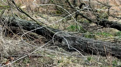 Paweł Frątczak o interwencjach po wichurach