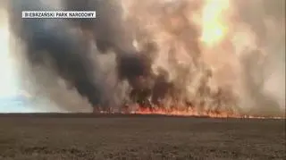 Płomienie od strony lasu wroceńskiego w kierunku rzeki Ełk materiał z dnia 21 kwietnia 2020 (Biebrzański Park Narodowy)