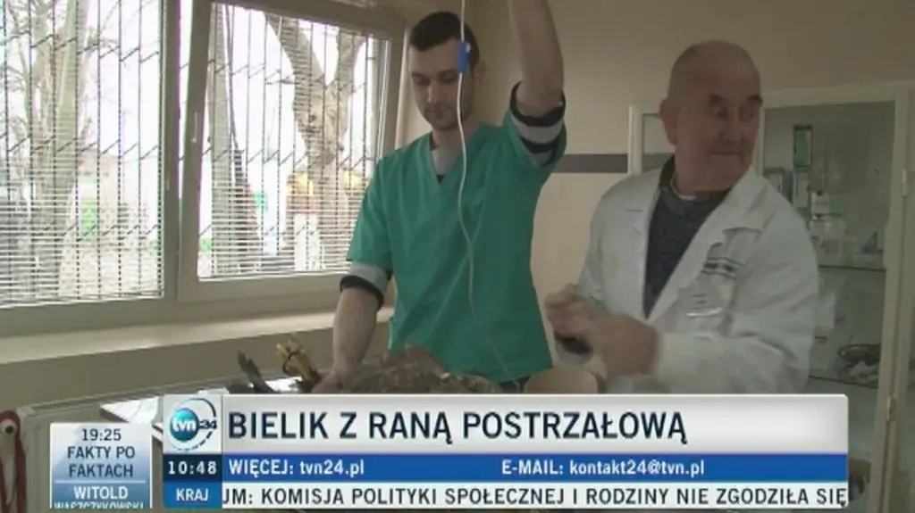 Postrzelony bielik ma się coraz lepiej