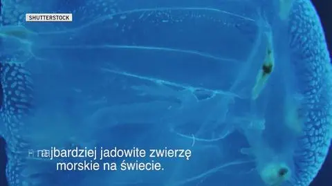 Poznajcie kostkomeduzę śmiercionośną 