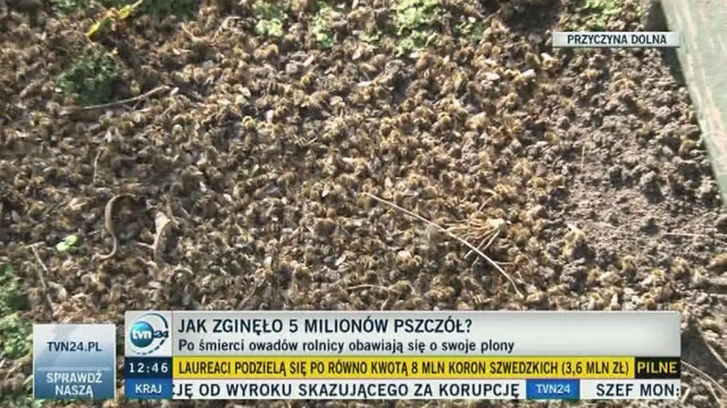 Pszczoły zmarły jednej nocy