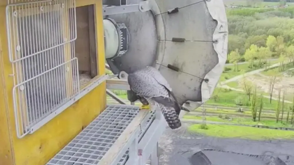 Rodzice karmią młode na raty