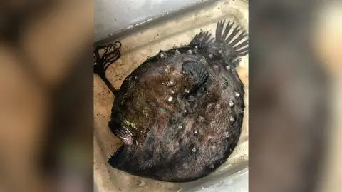 Ryba z oceanicznych głębin wyrzucona na brzeg plaży w Kalifornii