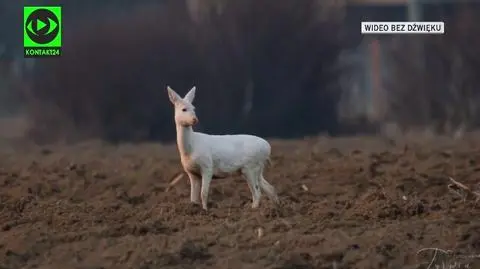 Sarna albinos zauważona w Dębicy