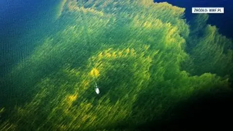 Sinice na Bałtyku z lotu ptaka (WWF/Dariusz Bógdał)