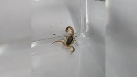Skorpion w sklepie odzieżowym w Toruniu