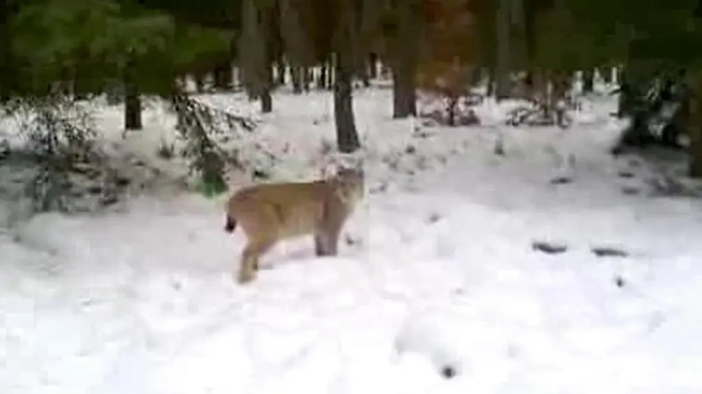 Spotkanie z rysiem w Nadleśnictwie Korpele