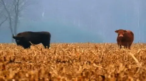 Stado żubrów i krowa