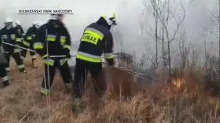 Straż pożarna i służby Parku gaszą ogień (Biebrzański Park Narodowy)