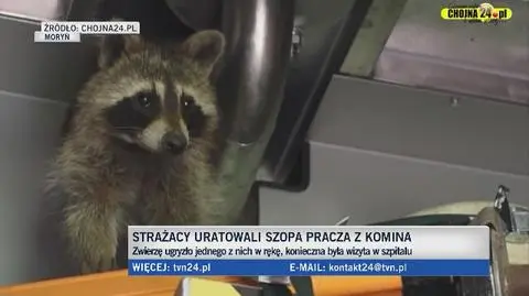 Szop pracz utknął w kominie