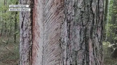 Tajemnicze nacięcia na drzewach to spały żywiczarskie