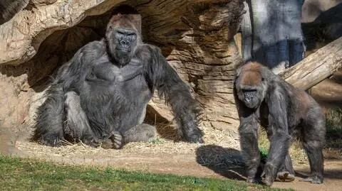 U goryli w zoo w San Diego wykryto koronawirusa