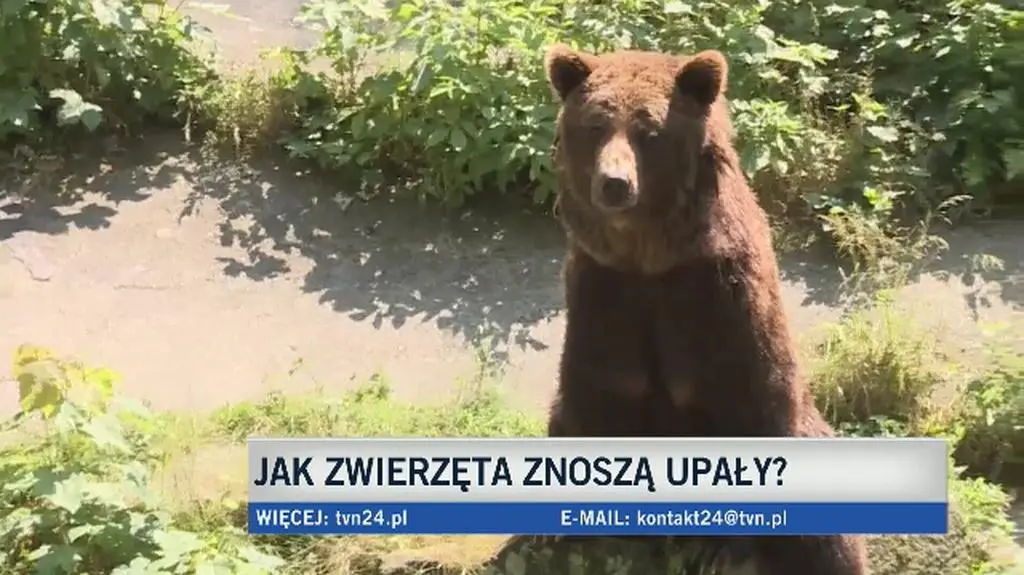 Upały to ciężki okres dla zwierząt