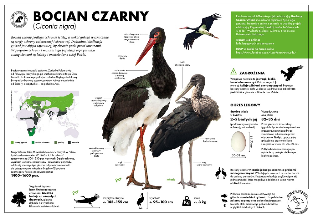 Bocian czarny