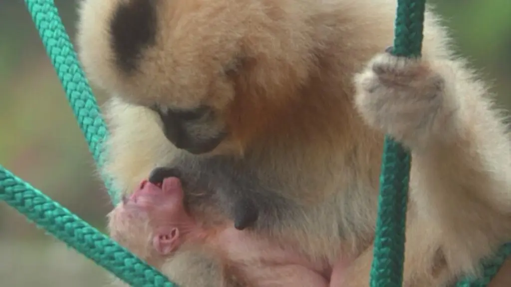 We wrocławskim zoo urodził się gibon białopoliczkowy