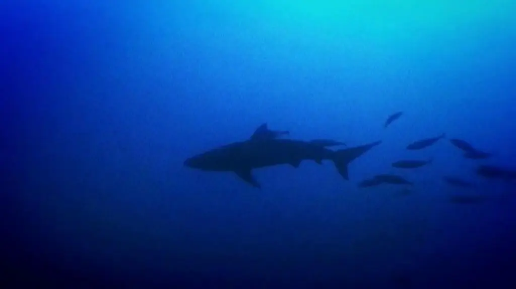 Wielkie oceaniczne przygody