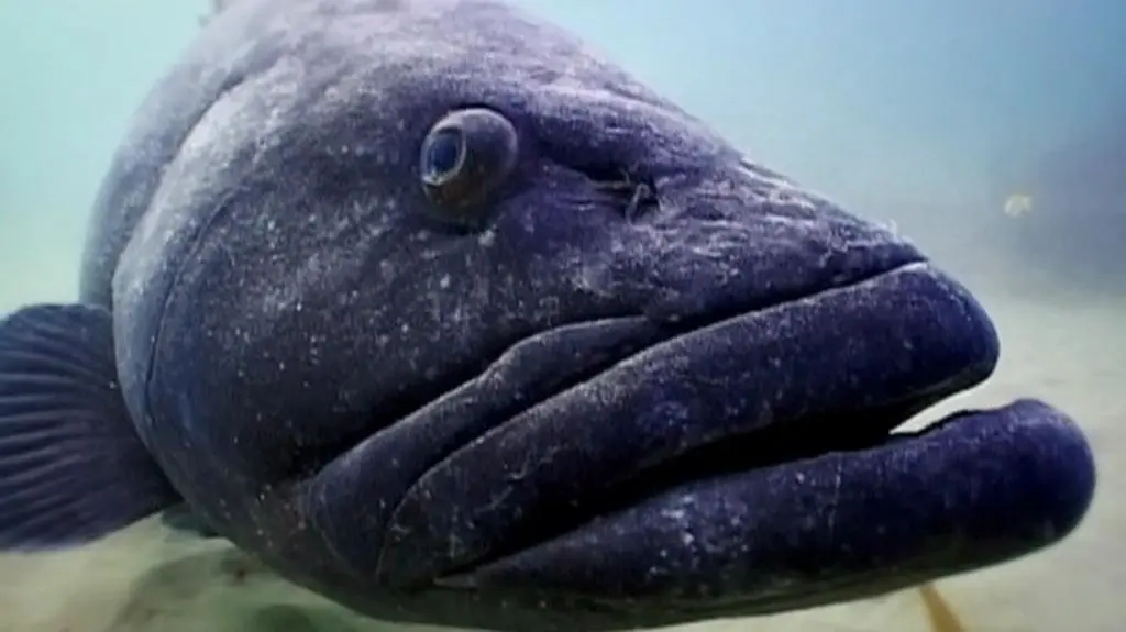 Wielkie oceaniczne przygody