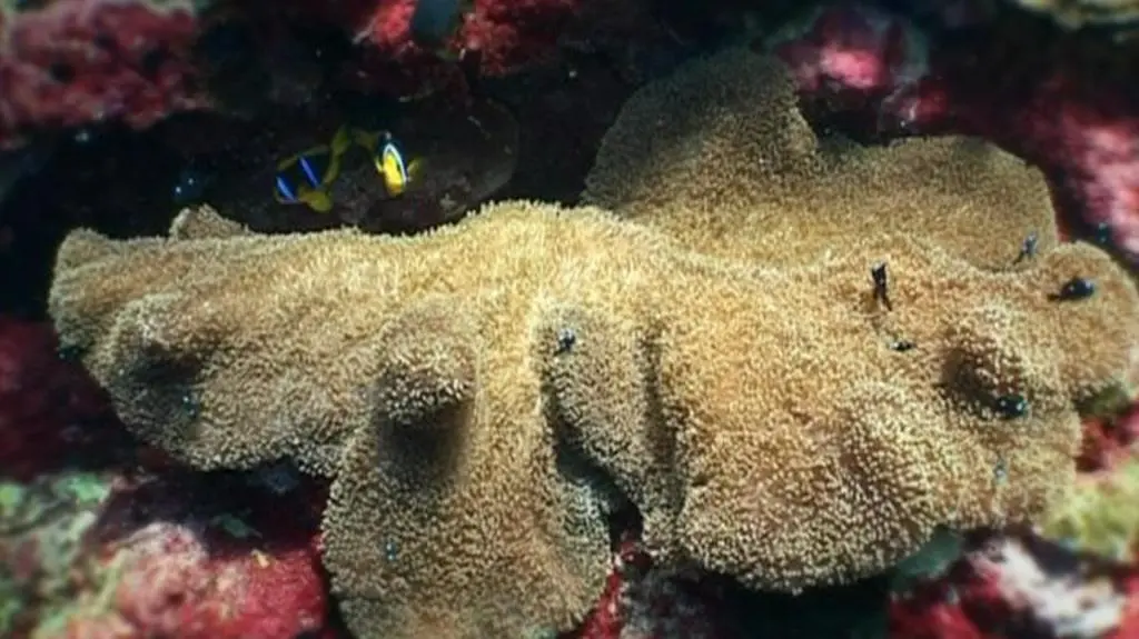 Wielkie oceaniczne przygody s2 e3 
