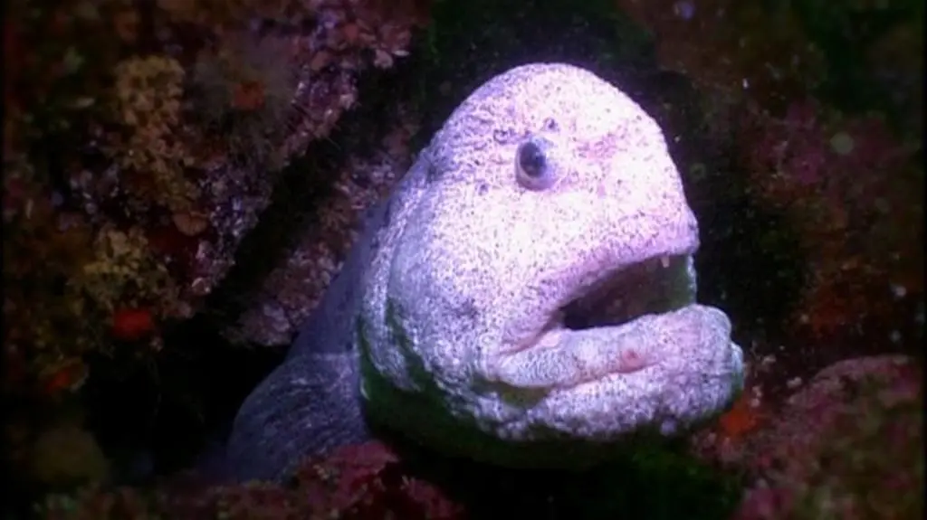 Wielkie oceaniczne przygody s2 e5