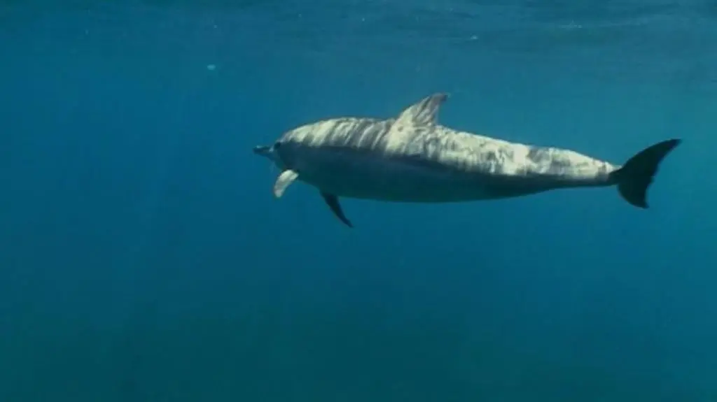 Wielkie oceaniczne przygody s2 e8
