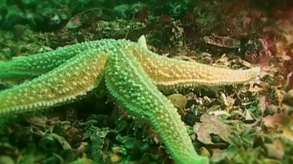 Wielkie oceaniczne przygody (S2E2)