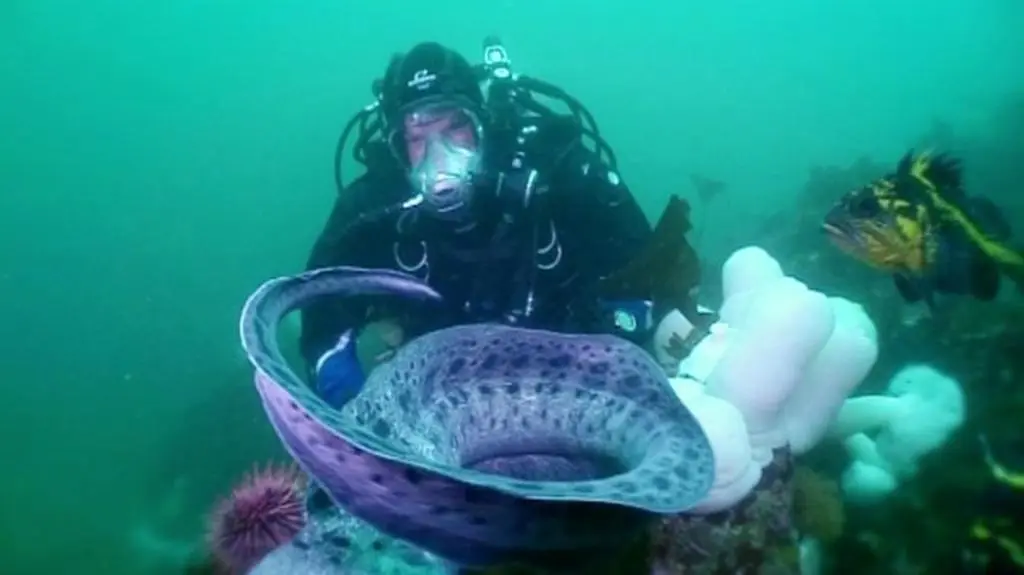 Wielkie oceaniczne przygody (S2E5)