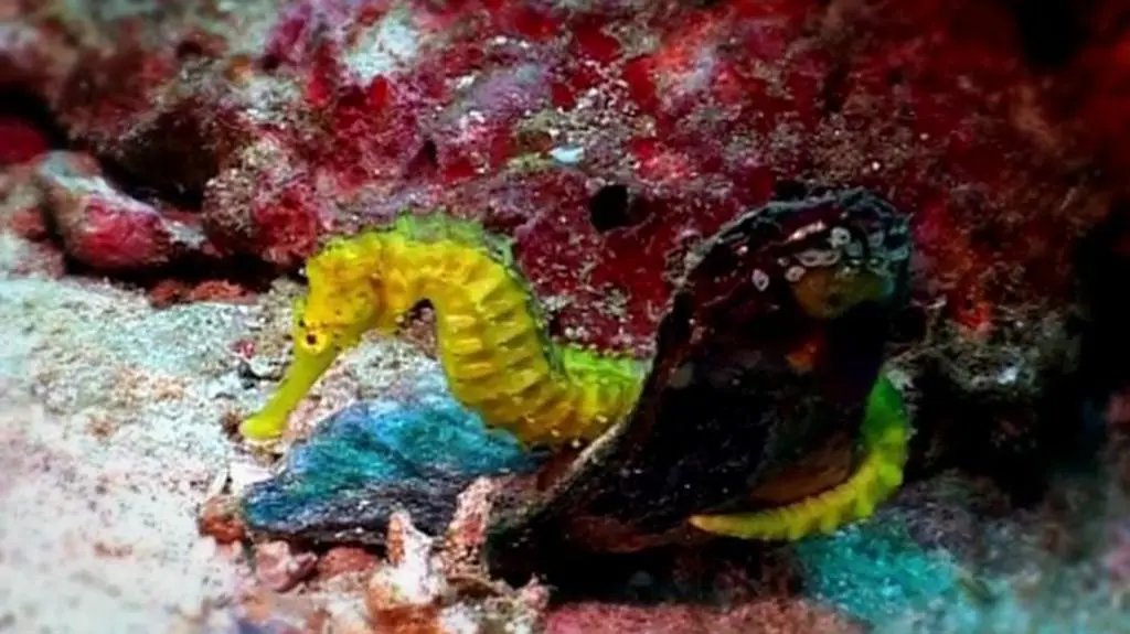 Wielkie oceaniczne przygody (S2E6)