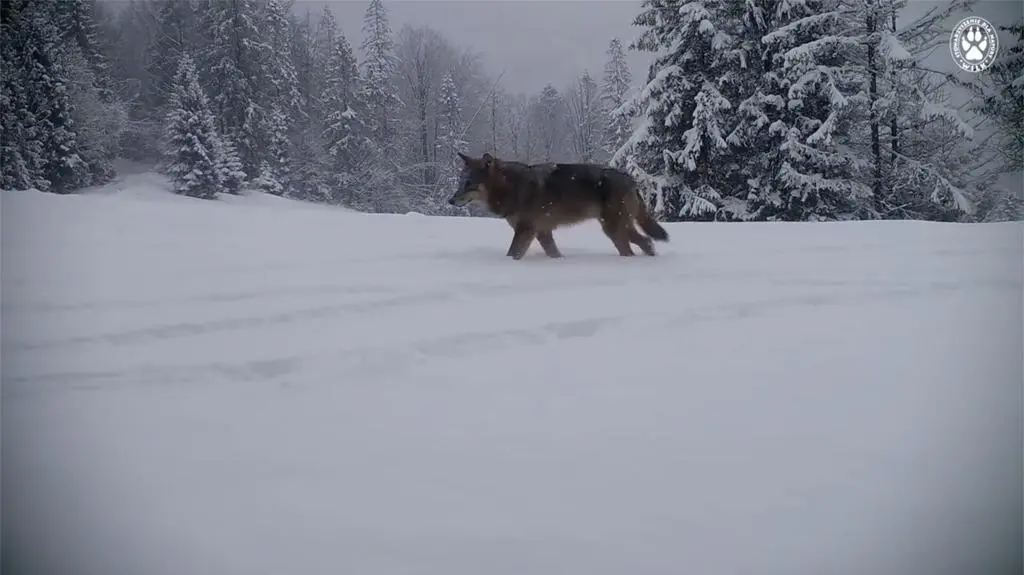 Wilki w Beskidzie Żywieckim
