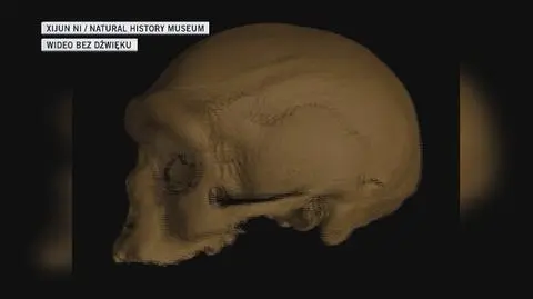 Wizualizacja czaszki Homo longi