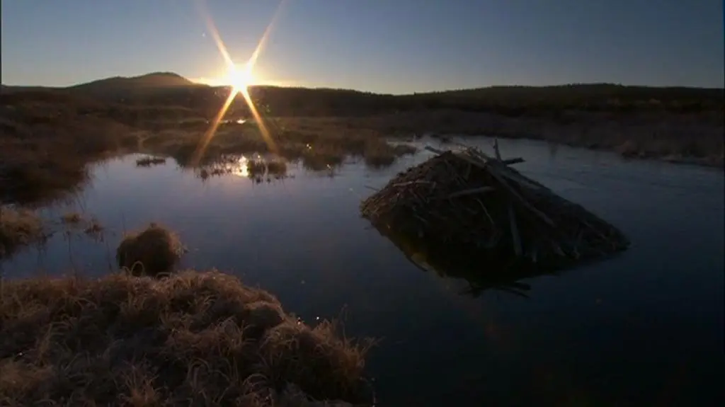 Yellowstone odc