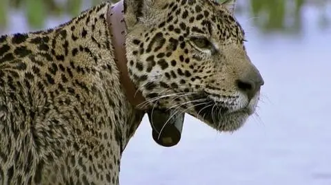 Zagrożone gatunki: jaguary (materiał archiwalny)