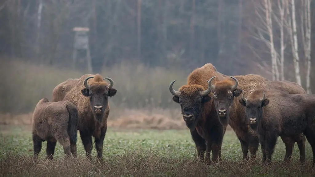 Zgoda na odstrzał żubrów z Puszczy Boreckiej