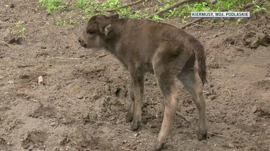 Żubrzątko przyszło na świat