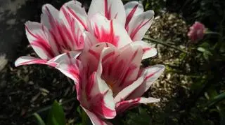 Tulipany