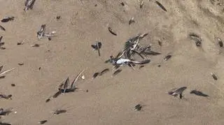 Pióra ptaków na płazy i w wodzie pomiędzy Wisełką i Miedzywodziem