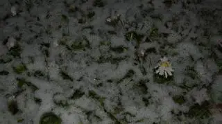 Śnieżne kwiaty :)