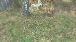 Biały Daniel w Wejherowie