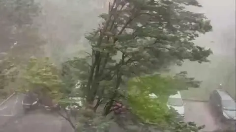 Drzewo upada na jezdnię tuż po przejechaniu samochodu. Burze w relacjach Reporterów 24