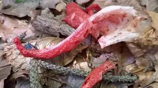 palce diabła