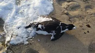 Martwy ptak na plaży w Unieściu