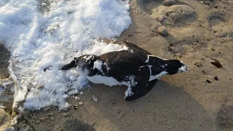 Martwy pingwin na plaży w Unieściu? Co znalazła Reporterka 24