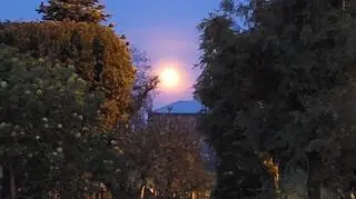 Kwiatowa pełnią. Brzezie (wielkopolskia)
