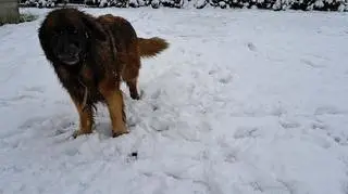 Śnieg na Lubelszczyźnie