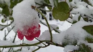 Zima jesienią