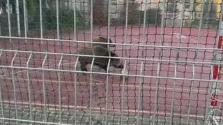 Dziki w Gdyni grają w piłkę na boisku