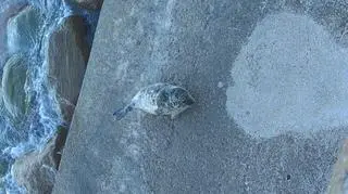 Foka atrakcją świątecznego spaceru w Gdyni