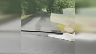 Biały jeleń